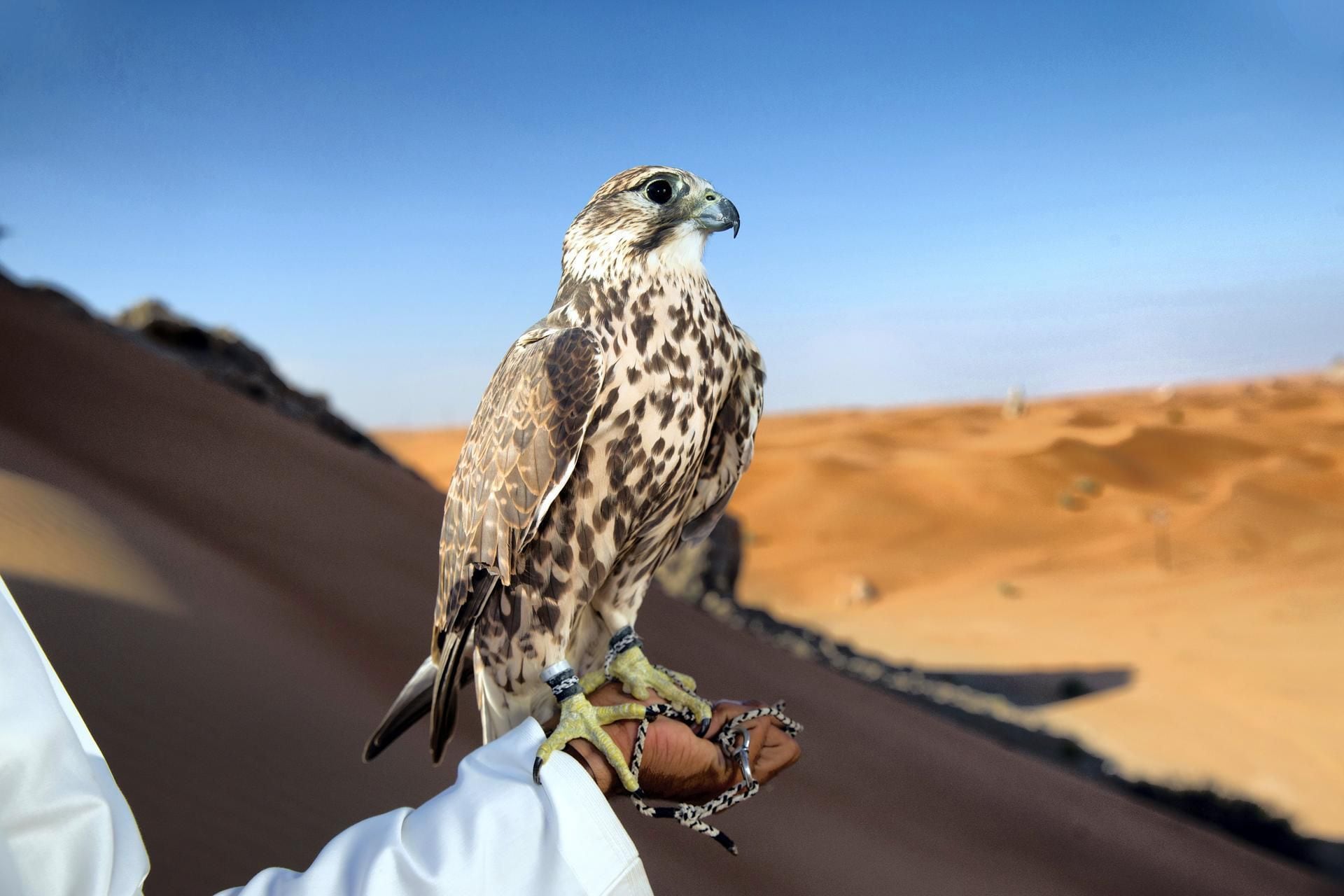 Falcon demand driving region's bird smuggling trade