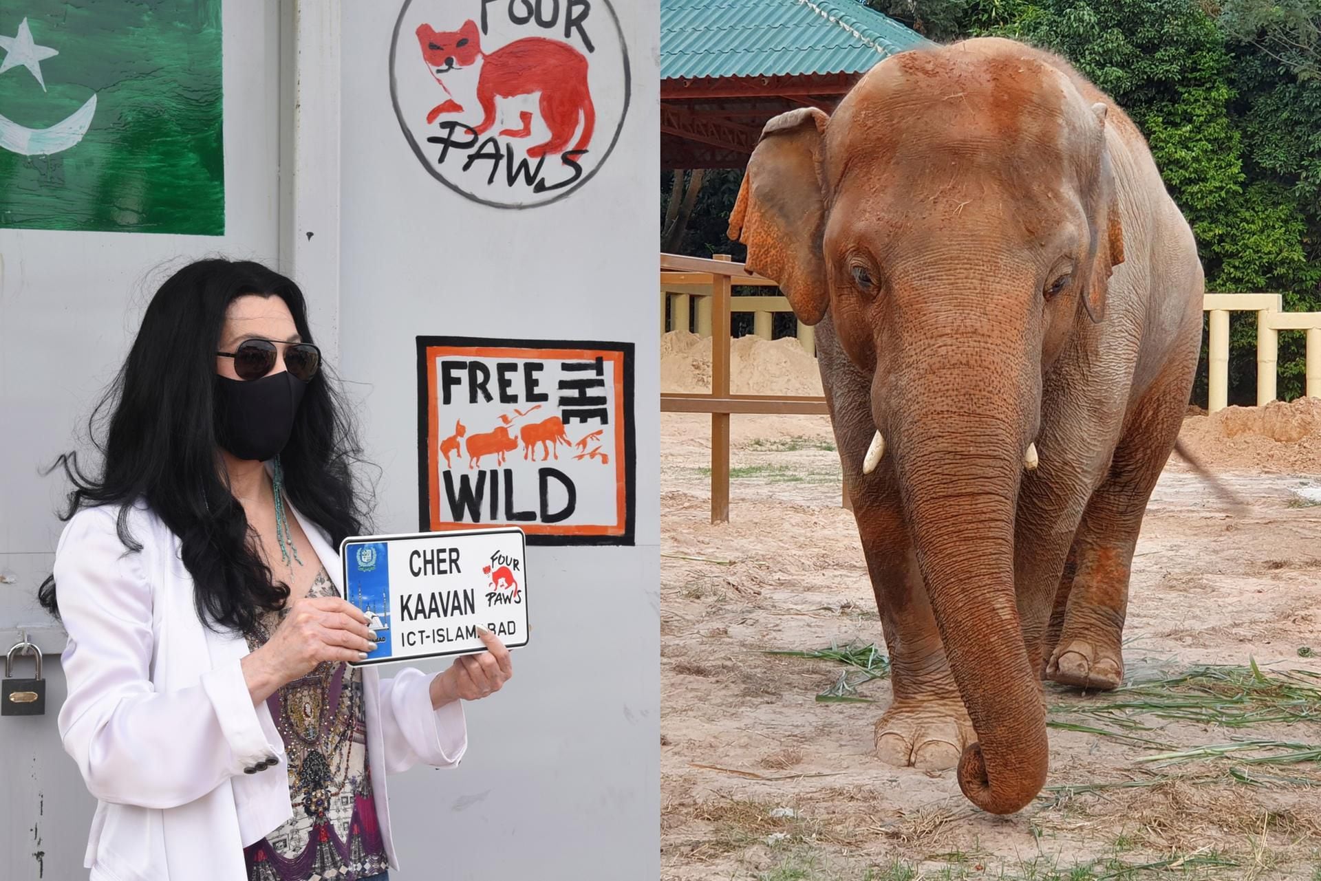 'Cher & The Loneliest Elephant': new documentary explores how superstar saved neglected Kaavan from Pakistan zoo