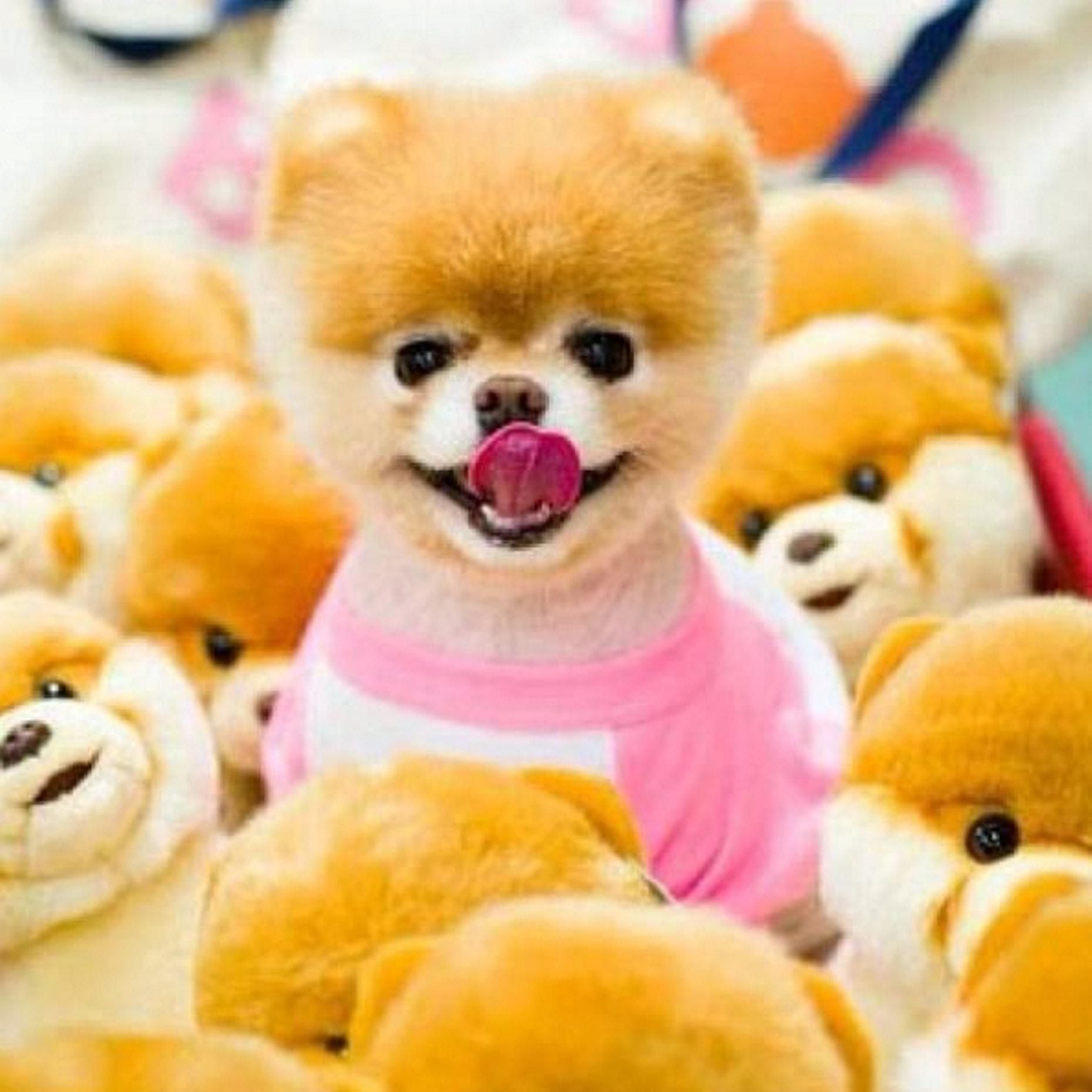 World's cutest dog' Boo died of a broken heart, his owners say