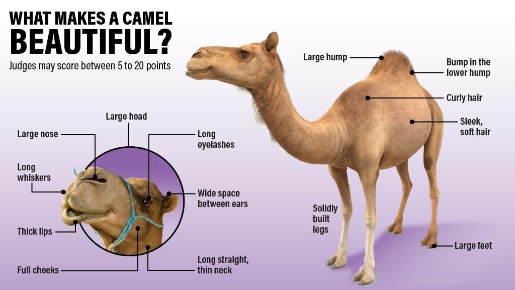 Camel перевод на русский