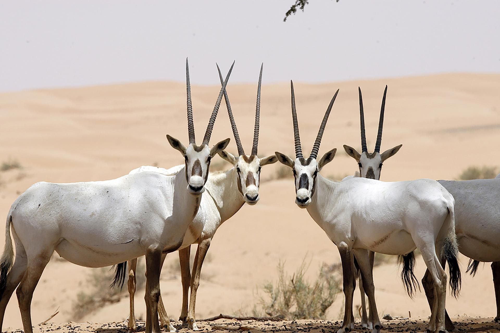 Endangered animals of the UAE — in pictures