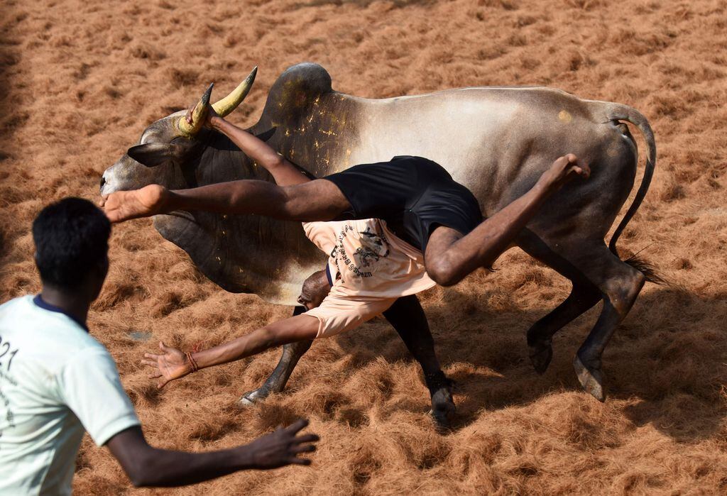 In pictures: Jallikattu bull taming in India