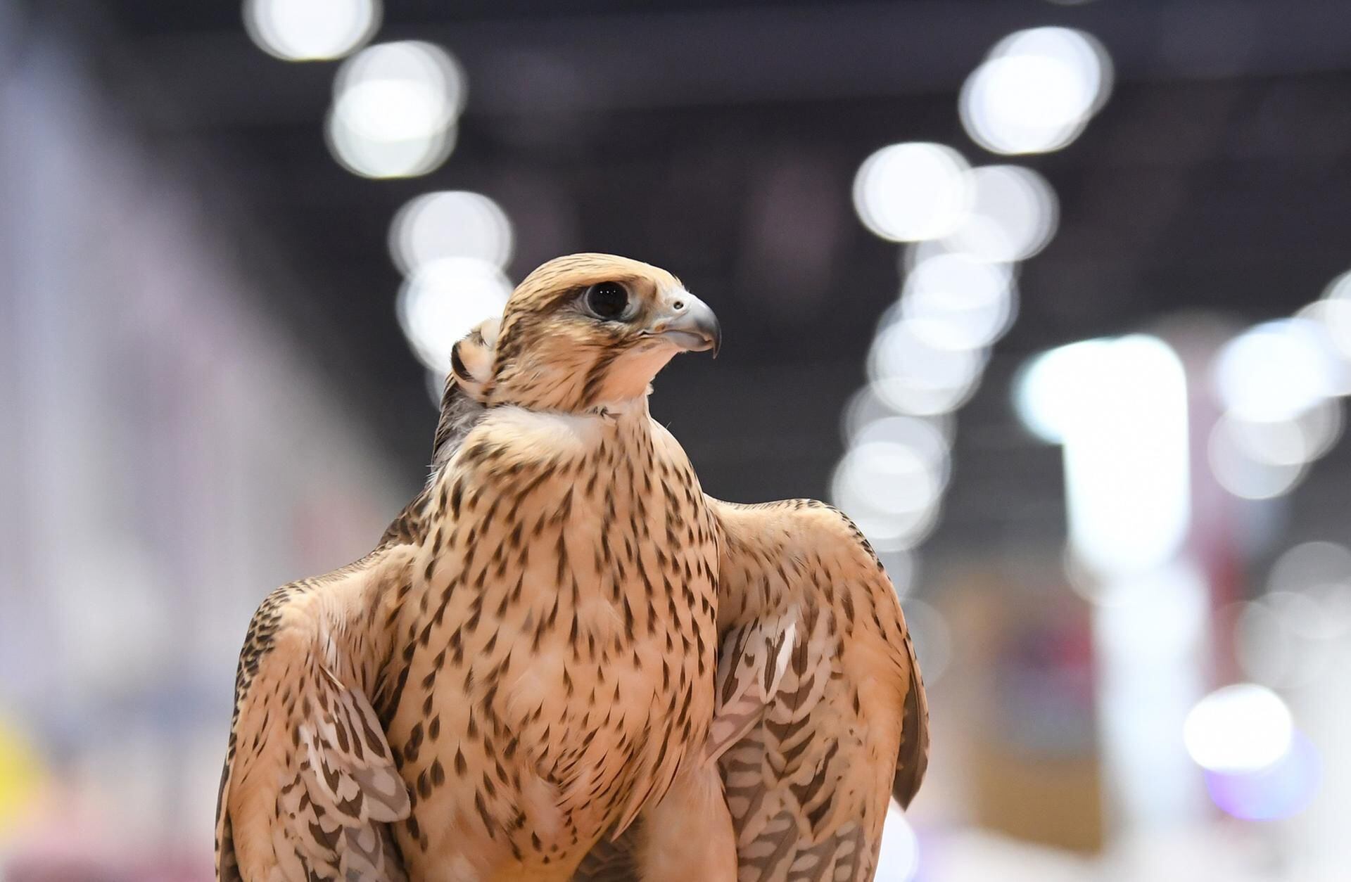 Abu Dhabi falcon competition judge reveals what makes the perfect bird