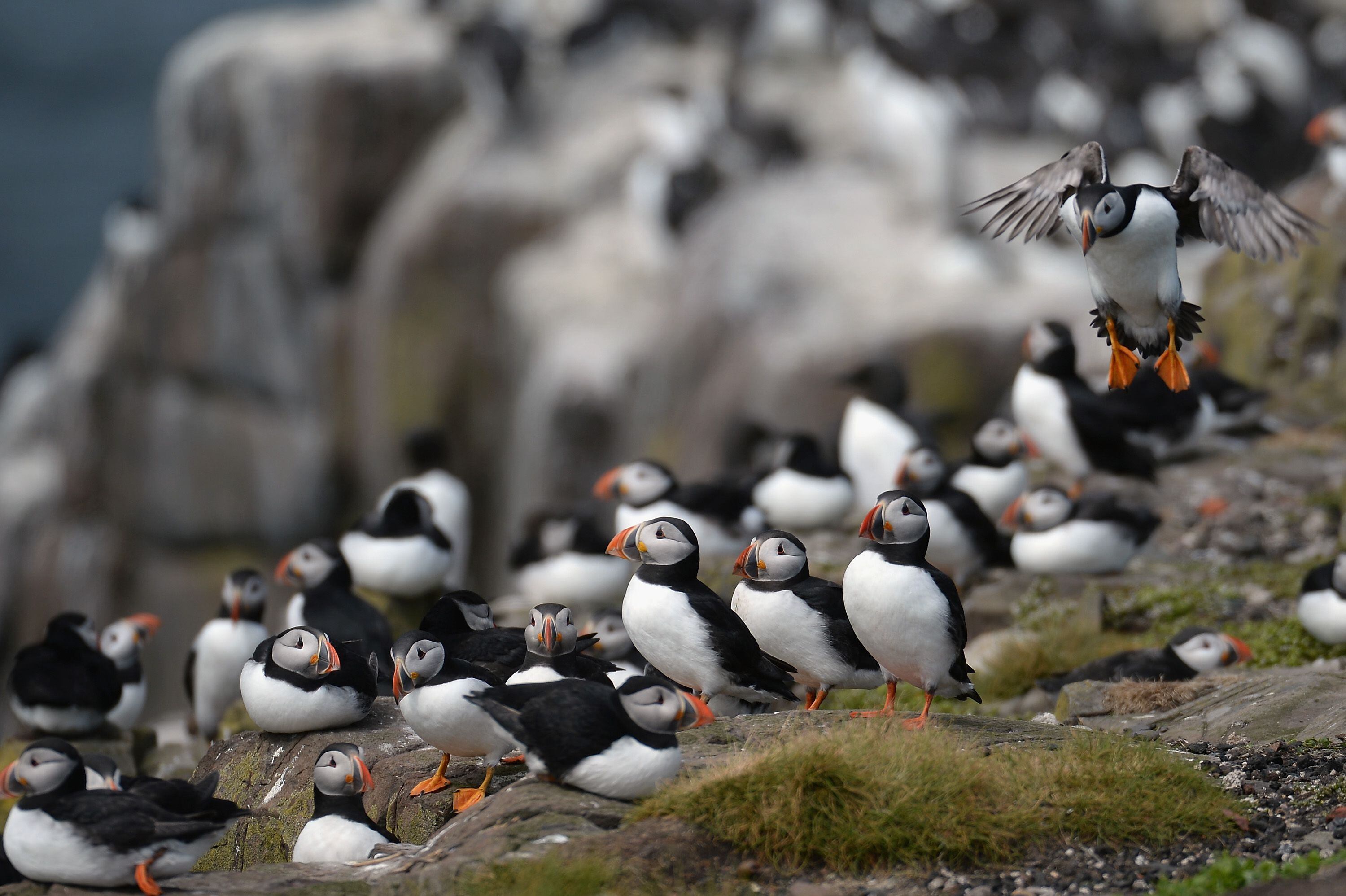 Climate change is causing problems for puffins : NPR