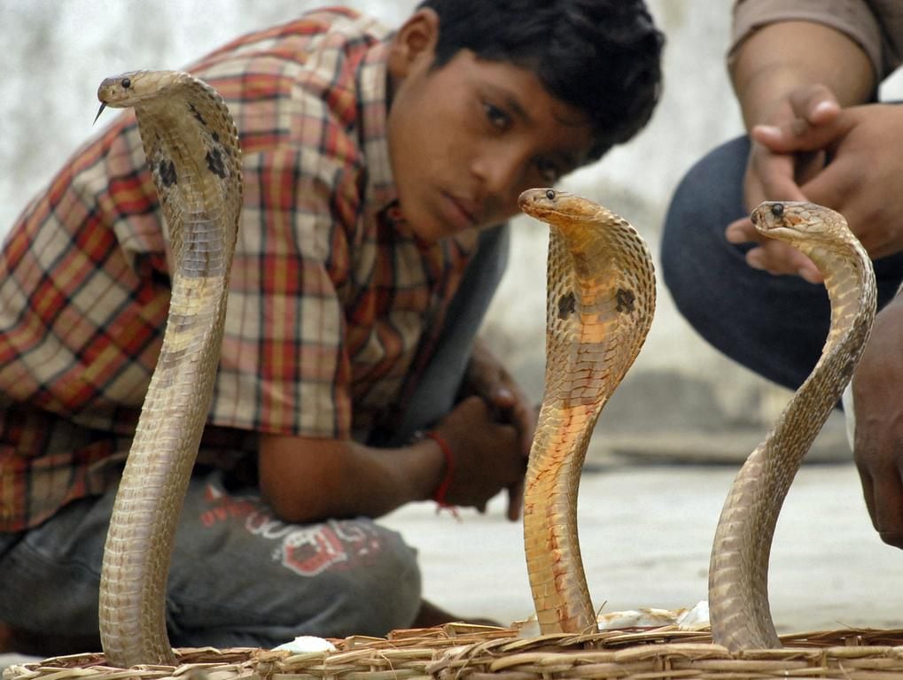 India snakes kill 46,000 a year