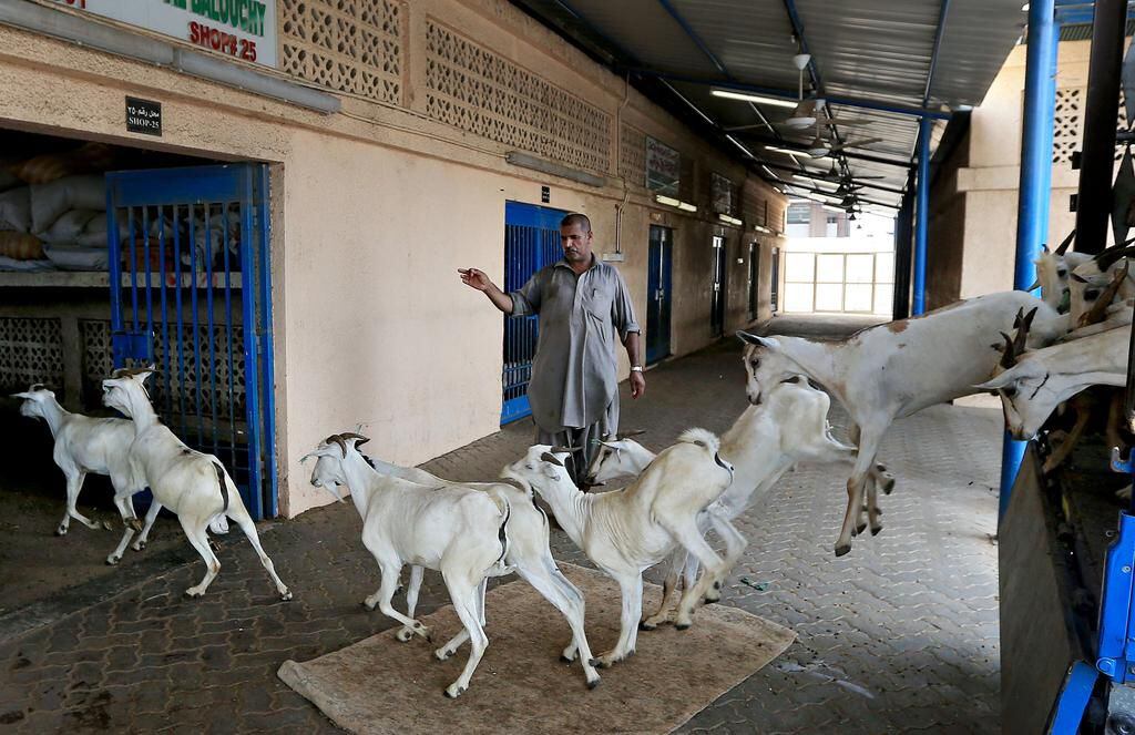 Livestock shortage raises price during Eid