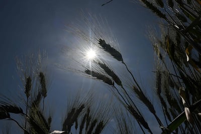 A decline in wheat and corn production is expected in France. AFP