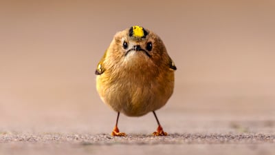 Jan Wittmer's entry Angry Bird is a finalist at the Nikon Comedy Wildlife Awards. Photo: Jan Wittmer / Nikon Comedy Wildlife Awards