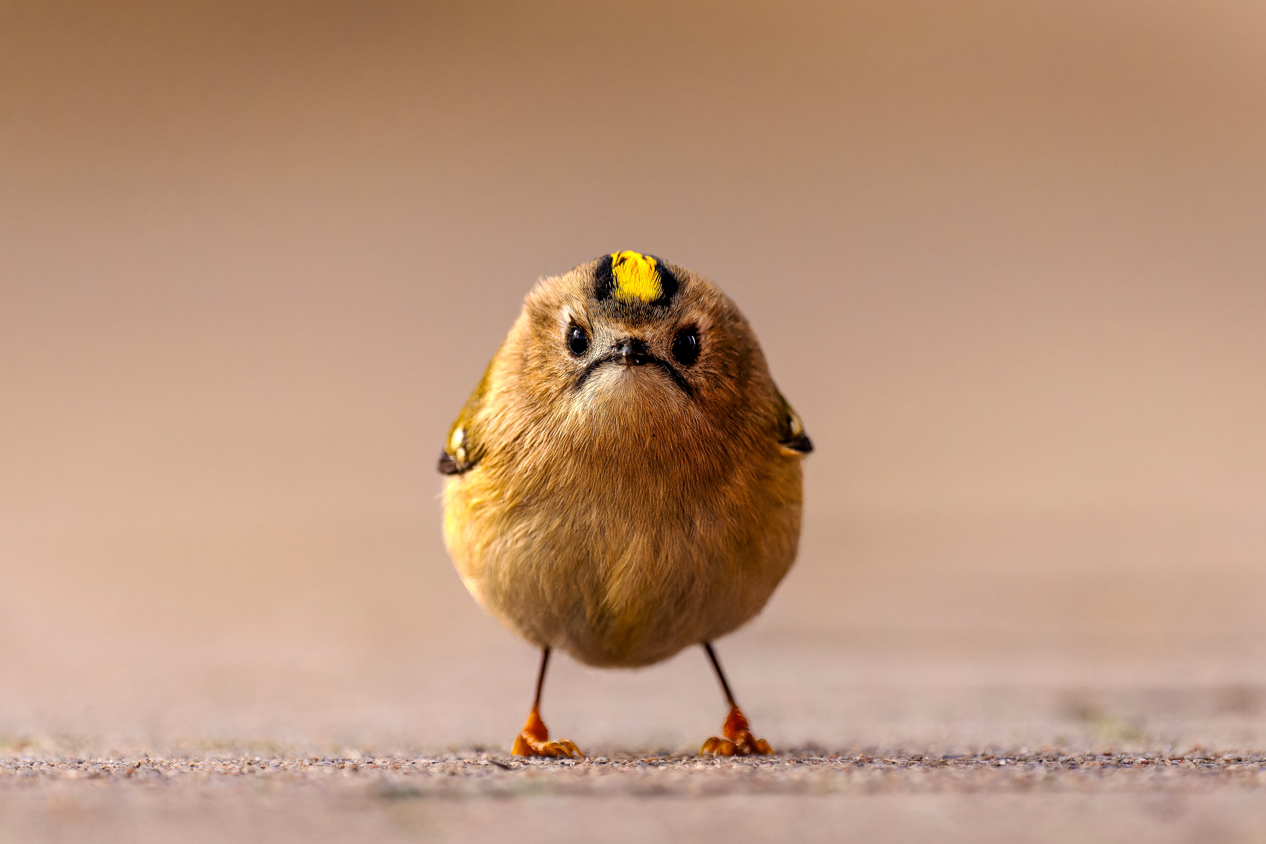 Nikon Comedy Wildlife Awards 2026 Announces Finalists Featuring Amusing Animal Photography