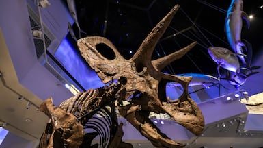 Tyrant Kings display. Victor Besa / The National