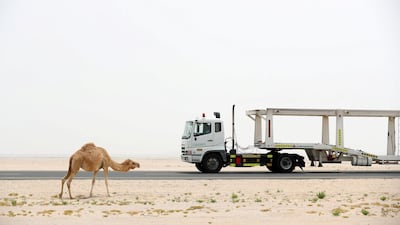 A camel was killed after being hit by a car in Ras Al Khaimah, highlighting the dangers posed by stray animals wandering onto roads. Chris Whiteoak / The National