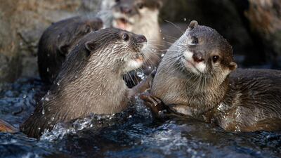 Asian small-clawed otters play in their enclosure at the National Zoo in Washington March 3, 2007. Reuters
