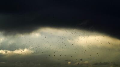 Seagulls fly under a heavy storm cloud off the coast of the Lebanese capital Beirut. AFP