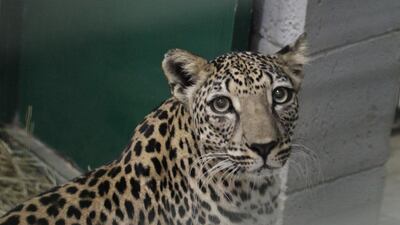 Provided photo of Lubna, a female Arabian leopard living in Al Bustan Zoological Centre in Sharjah, who has just been introduced to Qais in Al Ain Zoo. Courtesy Al Ain Zoo