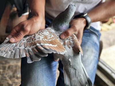Al Moghrabi, 26, stretches out a pigeon's wing to demonstrate the bird's markings. Charlie Faulkner for The National