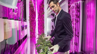 Smart farming at Madar Farms in Abu Dhabi includes growing up to four tonnes of leafy greens per year inside a retrofitted shipping container. Photo: Antonie Robertson / The National