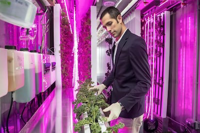 Kyle Wagner, head of operations at Madar Farms, checks the growth of crops grown in a retrofitted shipping container. Antonie Robertson / The National