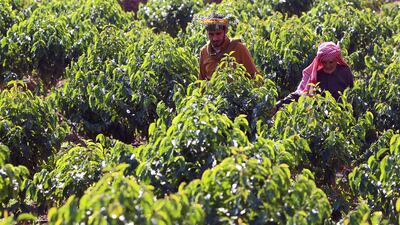 They produce about 2.5 tonnes of coffee beans a year, selling for between $27-$40 a kilogram.