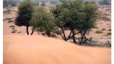 Plants like the ghaf tree grow in flat sandy plains of the UAE deserts. A new study will focus on endangered indigenous plants.