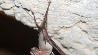 A Muscat mouse-tailed bat (Rhinopoma muscatellum) clinging to the roof of a cave at Jebel Hafeet.