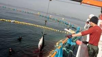 Environment Agency-Abu Dhabi plans to raise Atlantic bluefin tuna on farms such as this one in the Spanish province of Almeria.