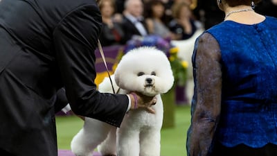 Handler Bill McFadden works with Flynn, a bichon frise, before Flynn was named Best in Show at the 142nd Westminster Kennel Club Dog Show. AP photo