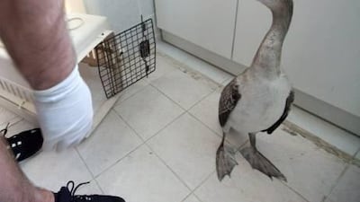 The veterinary Peter Jaworski with the rare socotra cormorant at his clinic in Al Safa, Dubai.