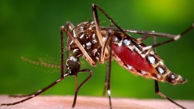 The Aedes aegypti mosquitoes spread the Zika virus, which causes children to be born with microcephaly, a condition that stops the brain from developing properly in the womb or after birth. AP Photo