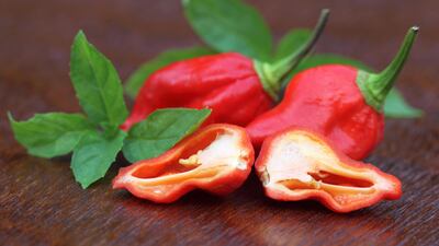 The Bhut Jolokia chili pepper. Alamy Stock Photo