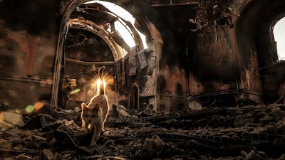A cat walks through the debris of a church damaged by a Russian military strike, in the frontline town of Kostyantynivka in Donetsk region, Ukraine. Reuters