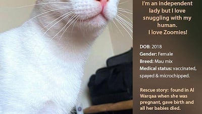 If interested in adopting, contact Red Paw Foundation on Facebook or email contact@redpawfoundation.org.