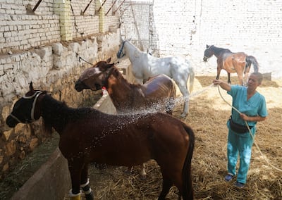 A vet uses a hose to keep horses cool at a clinic in Nazlet El-Semman, Egypt. Reuters