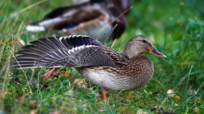 Mallards rest during a cold day at a river bank in Minsk, Belarus September 19, 2019. REUTERS/Vasily Fedosenko