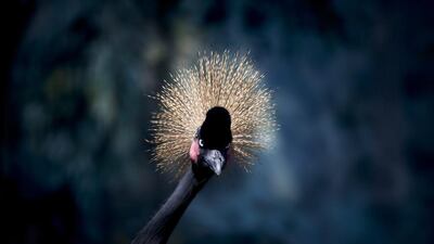 A West African crowned crane at Pata Zoo located on the top floor of a shopping centre in Bangkok. Diego Azubel / EPA