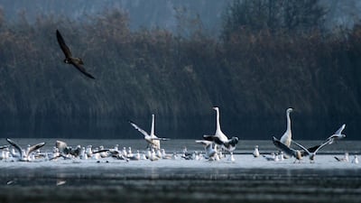 Seagulls take flight as they are hunted by a peregrine falcon. Getty Images