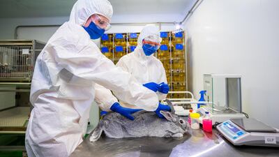 Specialists give an injection to a rabbit at a laboratory of the Federal centre for animal health during the development of a vaccine against the coronavirus disease (Covid-19) for animals, in Vladimir, Russia, December 9, 2020. Reuters.