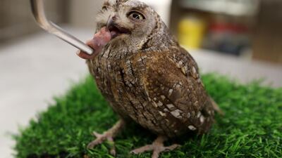 A baby scops owl is given a treat for good behaviour during a weighing session. Chris Whiteoak / The National