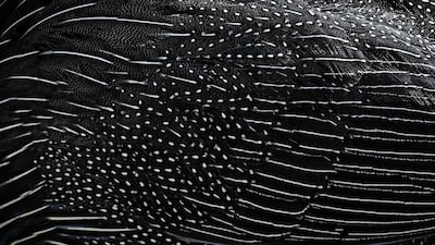 A close-up of feathers of a bird.