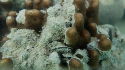 Brain coral, known as Faviid Playgyra has been discovered on the lee side of a breakwater near Marina Mall in Abu Dhabi. Antonie Robertson / The National
