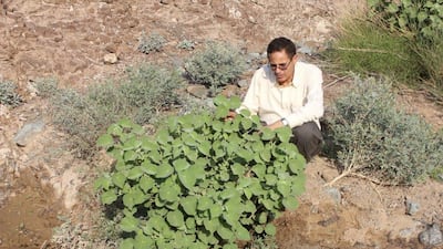 Dr Ali El-Keblawy and his team of scientists at the Sharjah Seed Bank and Herbarium have identified the existence of two new species of plants in the UAE. Courtesy Sharjah Seed Bank and Herbarium