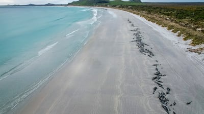 The deaths come two weeks after about 200 pilot whales died in Australia after beaching themselves on a Tasmanian beach.