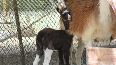 The baby llama is the first of its species to be born on the island. Photo Courtesy TDIC