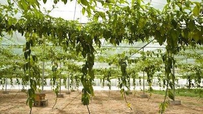Passion fruit grows at Abu Dhabi Organic Farm. "We handle all of our pest control naturally," says the owner, Khalid Butti Al Shamsi. This includes releasing ladybugs into the fields to eat black flies. Andrew Henderson / The National