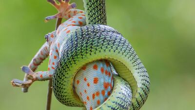 'The Gripping End' by Wei Fu (Thailand). Category: Highly commended, Behaviour - Amphibians and Reptiles. Photo: Natural History Museum