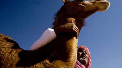Ali Al Derri calms one of his camels while at his camp located on the grounds of the Mazayina Dhafra Camel Festival 2009 in Madinat Zayed.