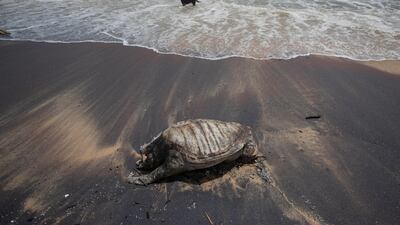 A stray dog stands amid the waves as decomposed remains of a turtle lies on a beach polluted following the sinking of a container ship that caught fire while transporting chemicals off Kapungoda, outskirts of Colombo, Sri Lanka, Monday, June 21, 2021. AP
