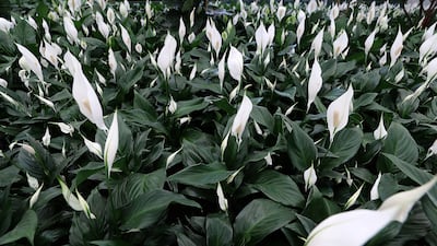 Rows of peace lilies for sale.