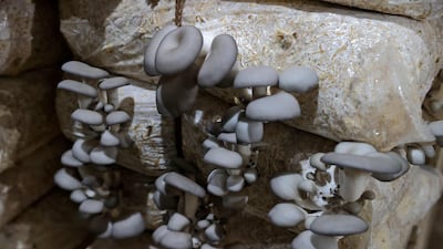 Oyster mushrooms growing in a humid basement at the Al-Amal farm. The group of young Syrians gained experience during the five-year siege of the Ghouta region by President Bashar Al Assad's regime forces, between 2013 and 2018, when they started producing the fungi in small quantities to cope with the limited food supply and as a replacement for meat.