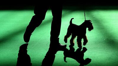 An Airedale Terrier is shown in one of the judging rings on the second day of the Crufts dog show at the NEC in Birmingham, England. (Matt Cardy / Getty Images / March 7, 2014)