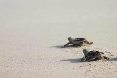 Successful hatching of the first hawksbill turtle nest on Saadiyat beach. courtesy TDIC